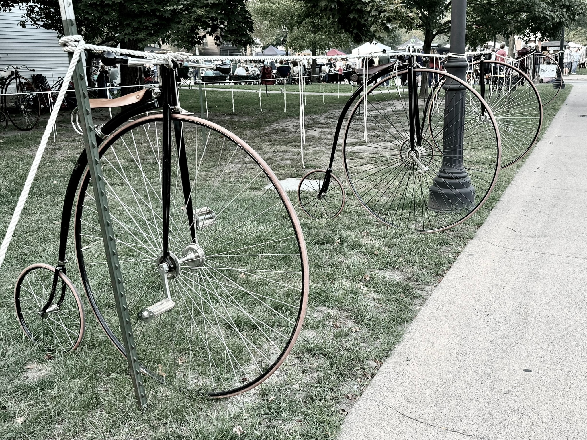 Photograph of a row of Penny farthing (aka "high seat") bicycles tied to a rope next to a lawn.