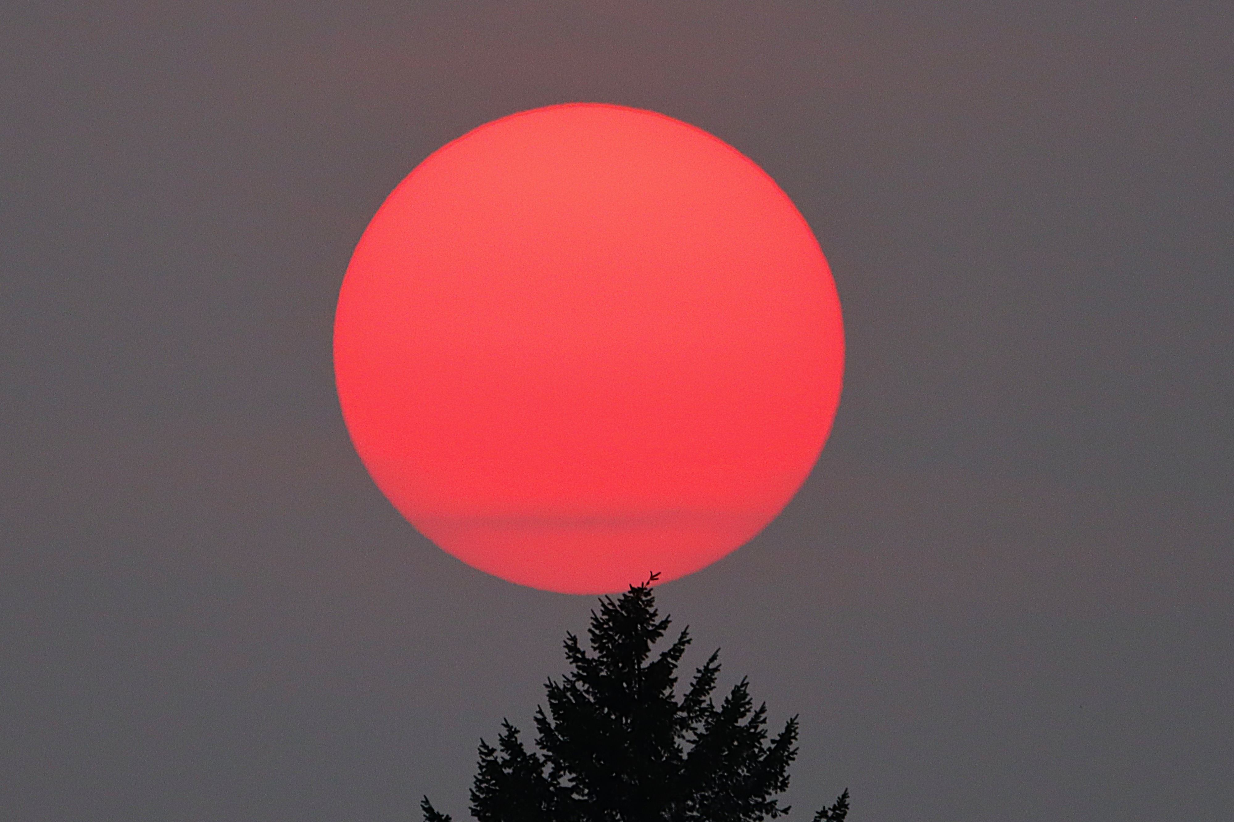 Sunset photograph of a large pink sun in a grey, smokey sky, apparently sitting on the pointed top of a pine tree.