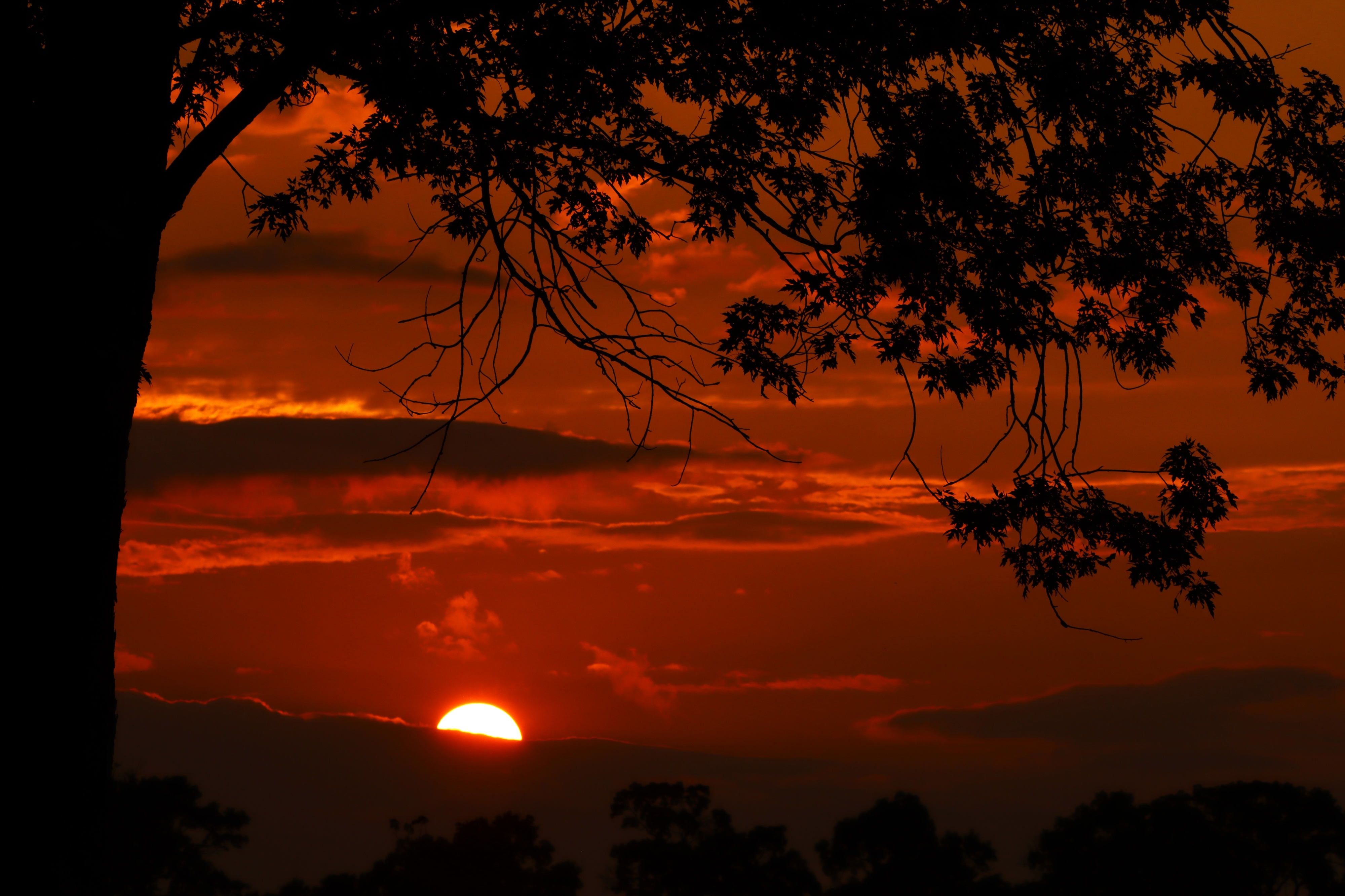 Sunset photograph of the top of the sun setting into a low cloud with orange clouds above. The entire photo is framed by a tree trunk to the left and branches and leaves across the top.