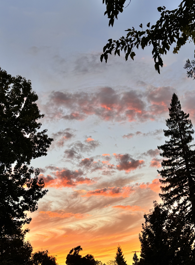A golden sunset framed by tree silhouettes.
September 2026. My neighborhood.
Camera: Apple iPhone 15 Pro.