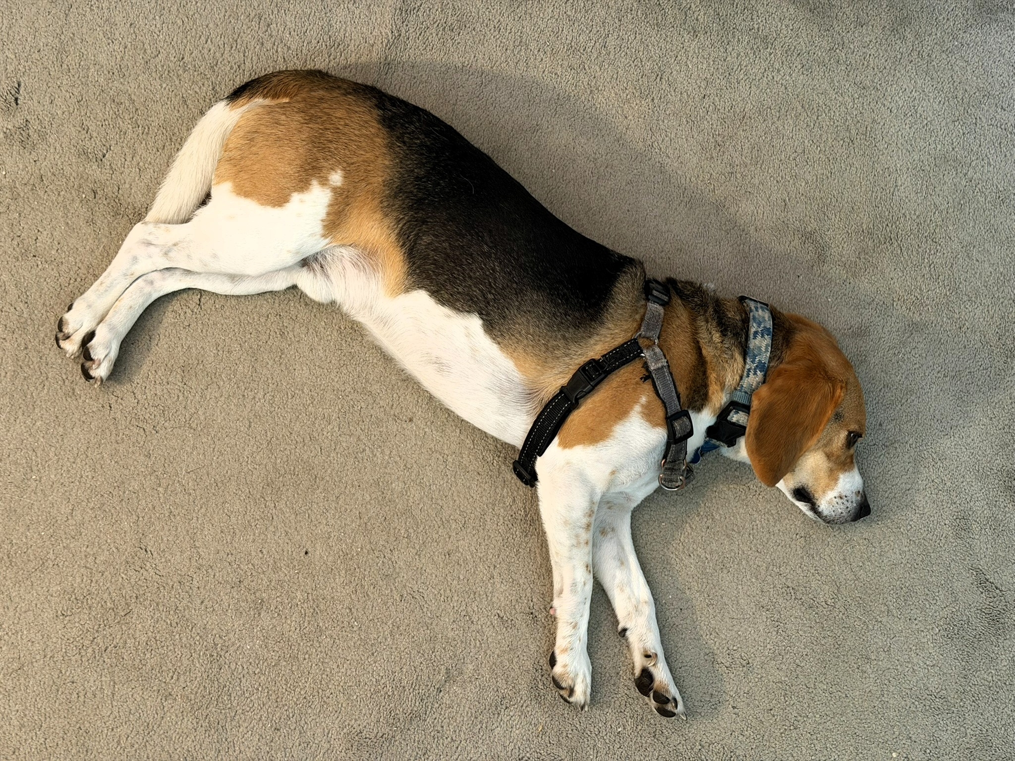 Photograph of a beagle laying on a carpet with an air of despair and a hint of side-eye after being told that there will be no more food forthcoming this morning.