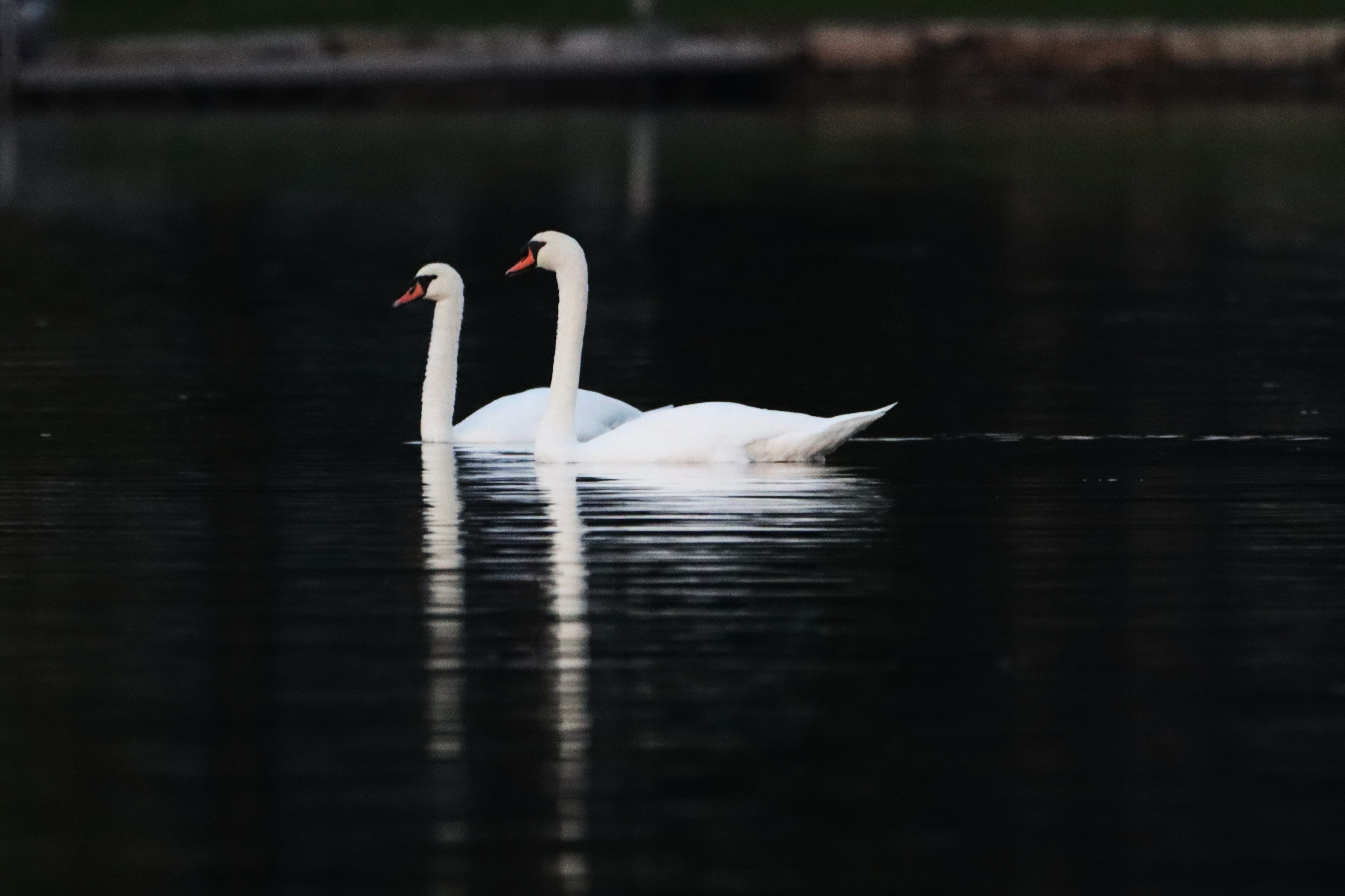 Photograph of two white swan swimming on dark water.